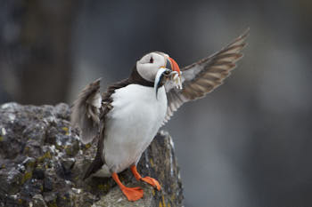 Oiseaux de mer<br>NIKON D4, 850 mm, 800 ISO,  1/2000 sec,  f : 6.7 